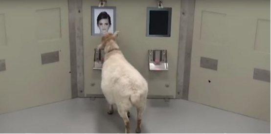 臉盲的你，在識別人臉上可能還不如綿羊