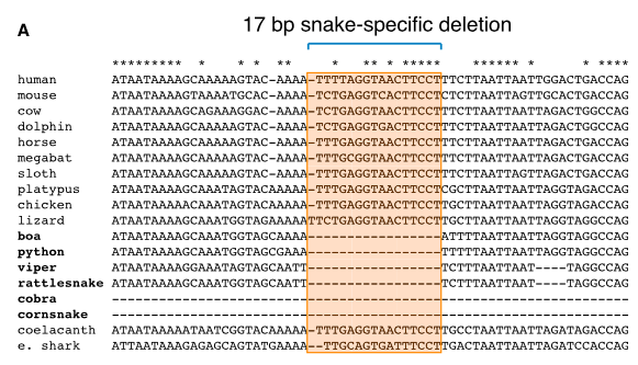 蛇為什么沒有腿？