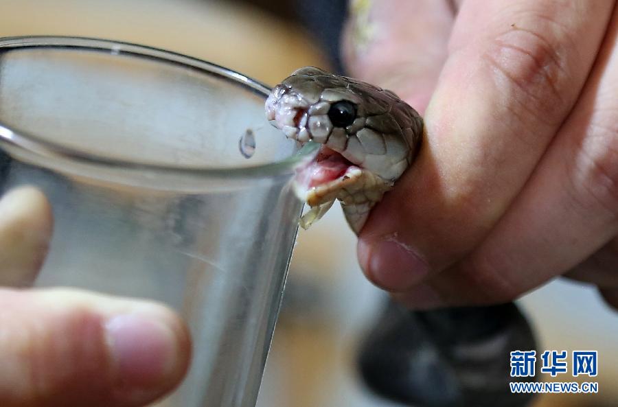 用蛇毒治病“以毒攻毒”真的靠譜嗎？